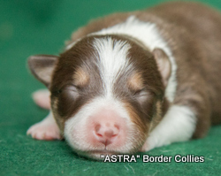 REd triclour FEMALE border collie puppy